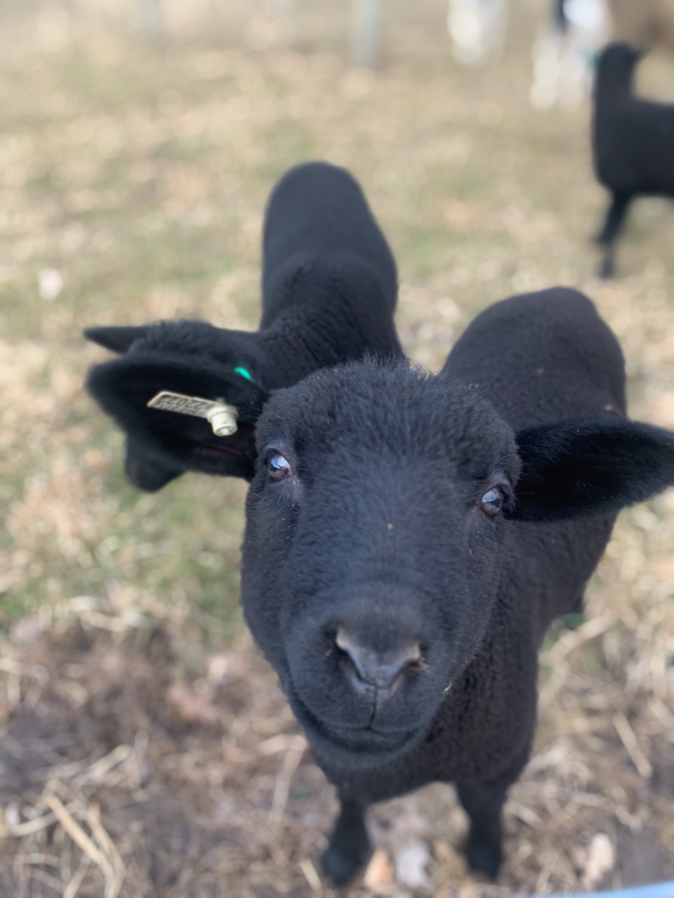 This is a picture of a black goat looking into the camera